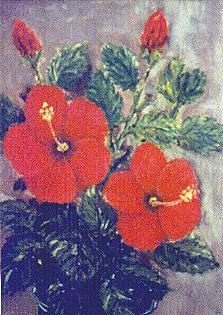 Hibiskus